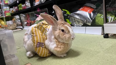 客製手作接單 - 兔U枕  to you ，可拆式黏貼輔助彎枕 (老兔天竺鼠/癱瘓/關節行動不便)U型枕/月亮枕7