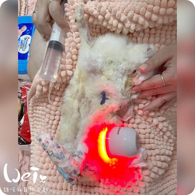 【新北板橋-租借】寵物用三級雷射儀  (舒服樂光舒緩穿戴 / iVETRAY mini三級雷射居家照護儀)   (老年毛孩)5