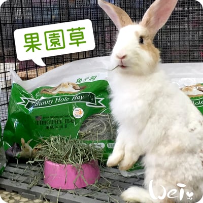 美國Rabbit Hole Hay兔子洞 果園草5