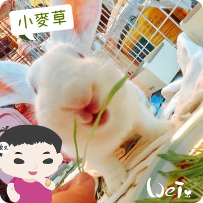 小麥草 / 貓草種子套餐組10