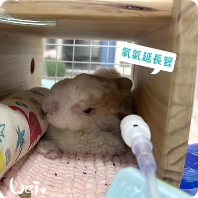 【氧氣機 / 氧氣鋼瓶配件】6米2米氧氣延長管/連接頭/小動物接氧配件管組/兒童面罩/聖誕樹接頭9