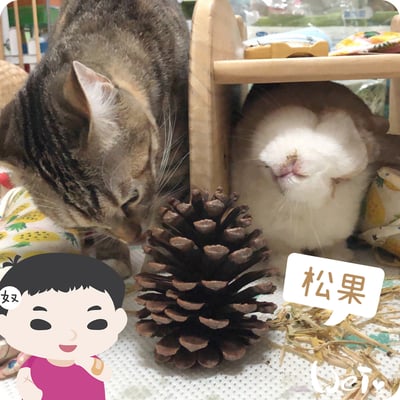 咬咬松果(毬果)9