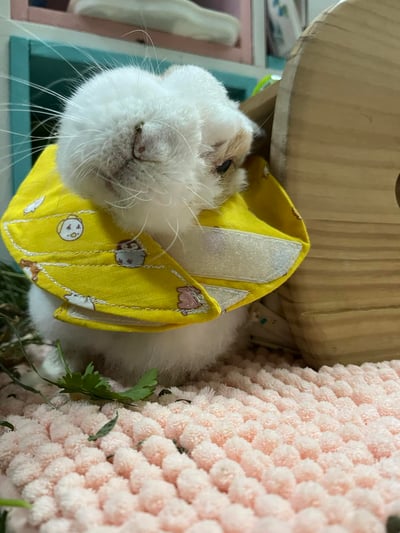 手作 - 寵物圍兜兜 / 紗布口水巾 / 軟頭套  / 老病照護灌食餵藥(點數兌換)11