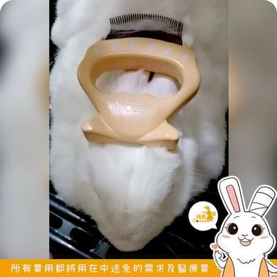 流浪兔協會用品代購 -Philocomb 寵物按摩貝殼梳 (E1)4