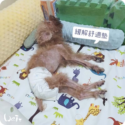 舒服樂 狗狗趴緩解舒適墊/寵物減壓墊 (高齡毛孩、癱瘓、關節行動不便)6