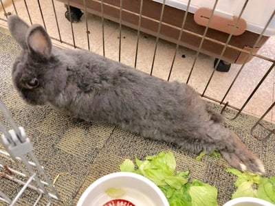 (暫停接案) 兔子私房住宿 - Molly家  (中和)5