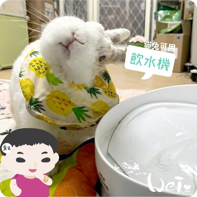 GEX渴盼循環式電動飲水器 / 飲水機 (兔可用)4