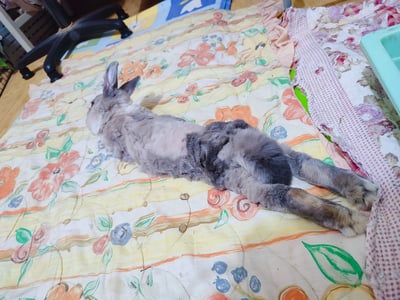 兔子私房住宿 - A米 (永和) - 只收行動不便、半癱 / 癱瘓老兔等特殊照護5