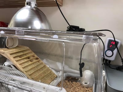 【新北租借】寵物陶瓷保溫燈+微電腦控溫器組合 說明 (老兔病兔、天竺鼠、幼犬幼貓刺蝟倉鼠)3