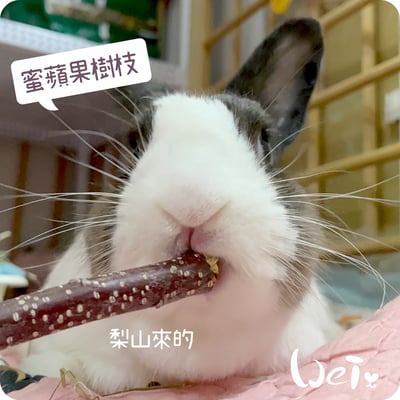 梨山 蜜蘋果樹枝1