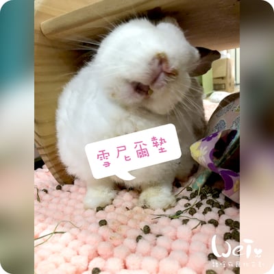 衛教區～常見的墊材介紹2