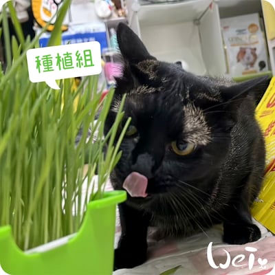 小麥草 / 貓草種子套餐組13