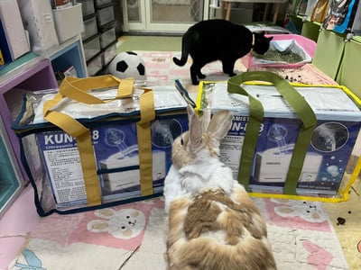 【新北板橋-租借】寵物用 京華KUN-868超音波噴霧機(霧化機) (長短期租賃)2