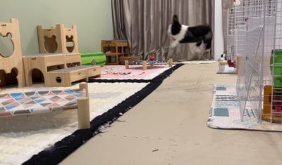 兔子私房住宿 - Cony和嘟嘟家 (新竹)6