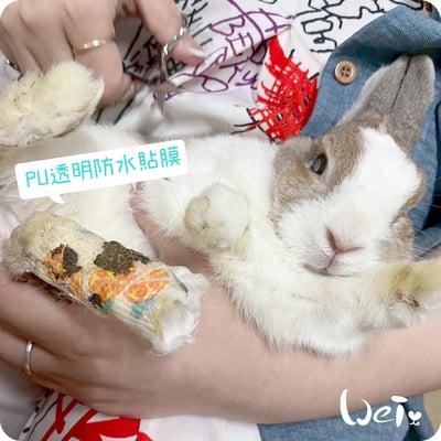 寵物用 PU透明防水貼膜 / PU防水膜 (包紮、胼胝、足底炎保護)4