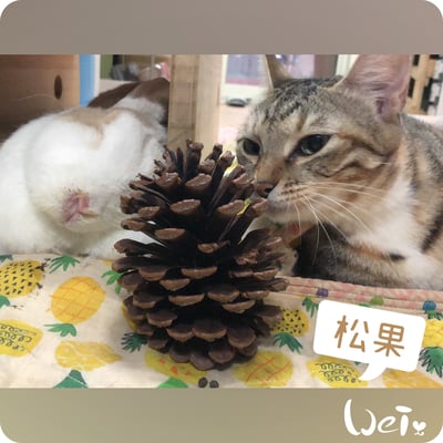 咬咬松果(毬果)6