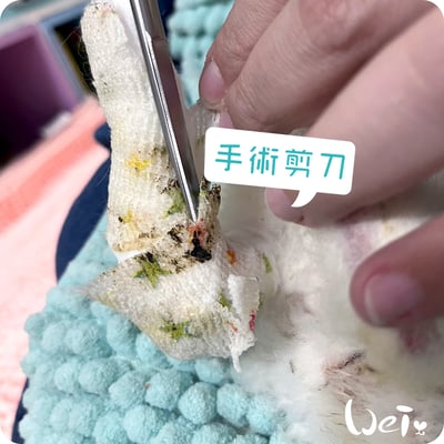 (包紮) 外科手術剪刀--直尖圓 (醫療剪刀/不銹鋼/食物料理剪刀)7