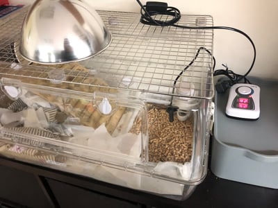 【新北租借】寵物陶瓷保溫燈+微電腦控溫器組合 說明 (老兔病兔、天竺鼠、幼犬幼貓刺蝟倉鼠)7