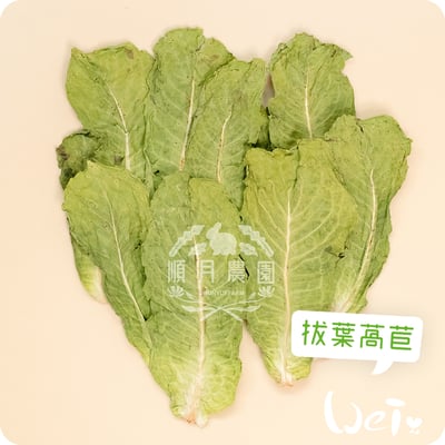 順月農園 拔葉萵苣/韓國生菜 (乾燥脆脆菜)3