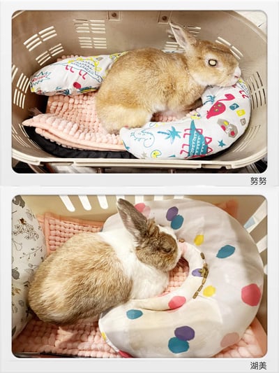 老病癱瘓兔專用靠枕 - 拐杖躺、兔U枕  (手作特製斜躺感月亮枕)8