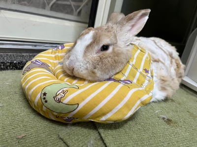 客製手作接單 - 兔U枕  to you ，可拆式黏貼輔助彎枕 (老兔天竺鼠/癱瘓/關節行動不便)U型枕/月亮枕4