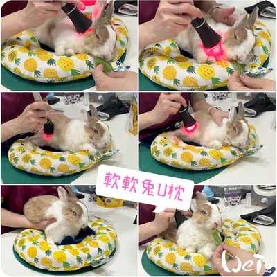 老病癱瘓兔專用靠枕 - 拐杖躺、兔U枕  (手作特製斜躺感月亮枕)2