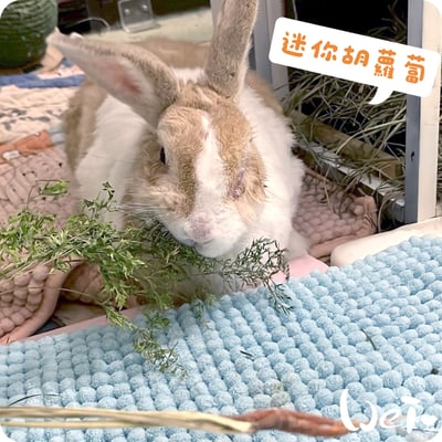 整株的乾燥迷你胡蘿蔔(紅蘿蔔)1