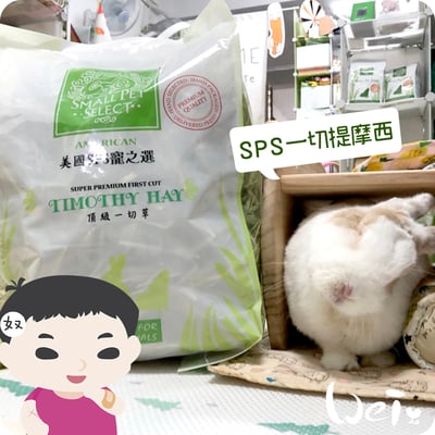 美國SPS寵之選 一切提摩西1