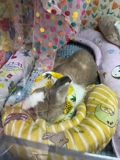 老病癱瘓兔專用靠枕 - 拐杖躺、兔U枕  (手作特製斜躺感月亮枕)11