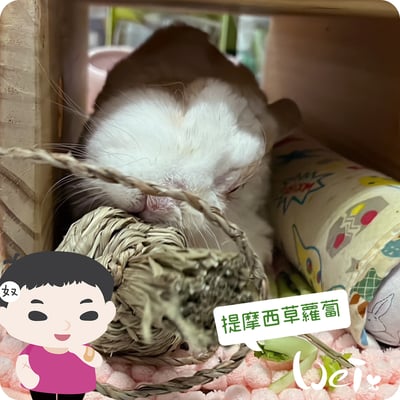 OXBOW提摩西草蘿蔔4