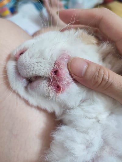 兔子私房住宿 - A米 (永和) - 只收行動不便、半癱 / 癱瘓老兔等特殊照護10