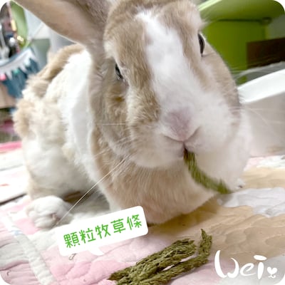 WOOLY 七草混合顆粒牧草條2