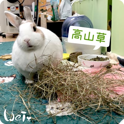美國Rabbit Hole Hay兔子洞 高山草2