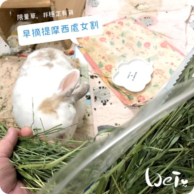 WOOLY高原的早摘提摩西 處女割15