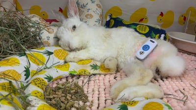 老病癱瘓兔專用靠枕 - 拐杖躺、兔U枕  (手作特製斜躺感月亮枕)16