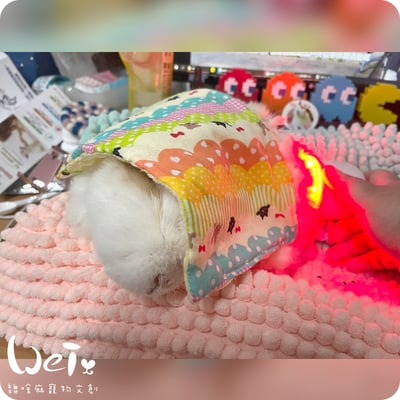 【新北板橋-租借】寵物用三級雷射儀  (舒服樂光舒緩穿戴 / iVETRAY mini三級雷射居家照護儀)   (老年毛孩)6