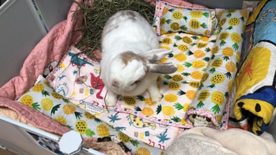 手作 - 多功能寵物吸尿床墊 / 尿布墊 / 隔尿墊12