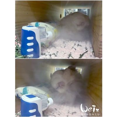 【寵物用超音波噴霧使用經驗分享】(京華超音波kun-868)(帕基艾兒)(普元)(舒摩v-15)2