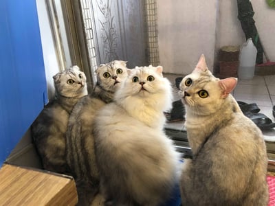 (暫停接案) 兔子私房住宿 - Molly家  (中和)12