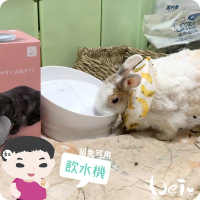 GEX渴盼循環式電動飲水器 / 飲水機 (兔可用)5
