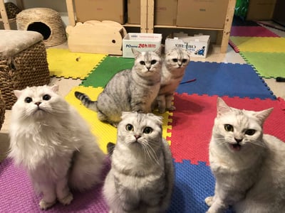 (暫停接案) 兔子私房住宿 - Molly家  (中和)13