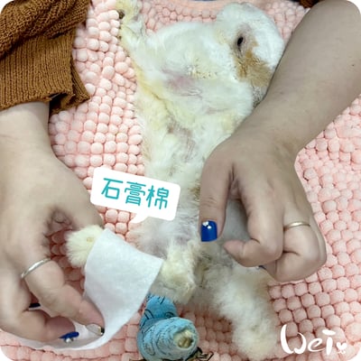 (包紮)2吋 石膏棉捲 (未滅菌) / 寵物手腳、胼胝足底炎、食道餵管包紮6