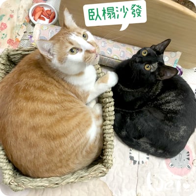 日本KAWAI 提摩西 兔子沙發臥榻L10