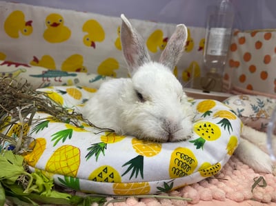 老病癱瘓兔專用靠枕 - 拐杖躺、兔U枕  (手作特製斜躺感月亮枕)15