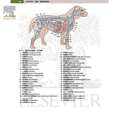《書》犬解剖指引第八版2