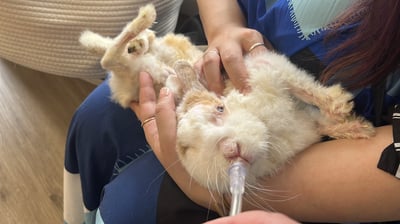 已被租完無現貨【新北板橋-租借】寵物用氧氣機 / 製氧機 說明 (長短期租賃)18