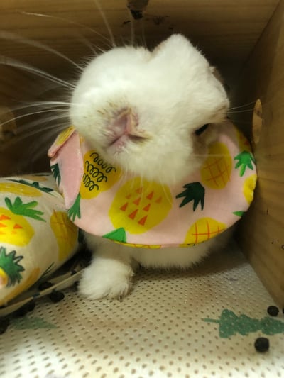 手作 - 寵物圍兜兜 / 紗布口水巾 / 軟頭套  / 老病照護灌食餵藥(點數兌換)5