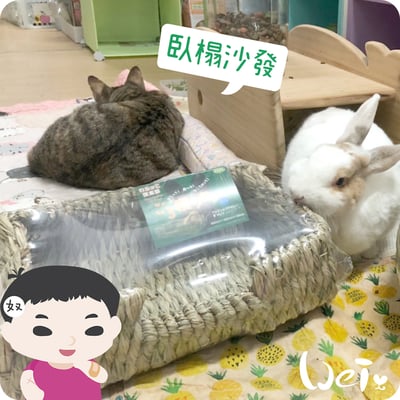 日本KAWAI 提摩西 兔子沙發臥榻L6