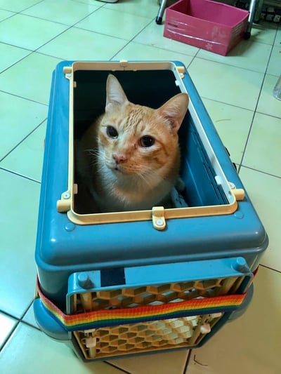 手作 - 外出籠套 防風罩 (透氣棉布款)4