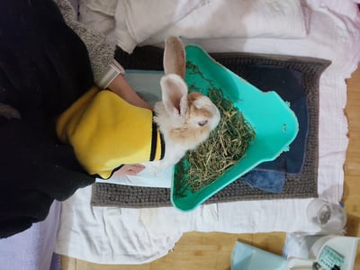 私房剃毛師 - A米 (永和)11